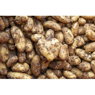 Frühkartoffel Annabelle 2,5 kg fk