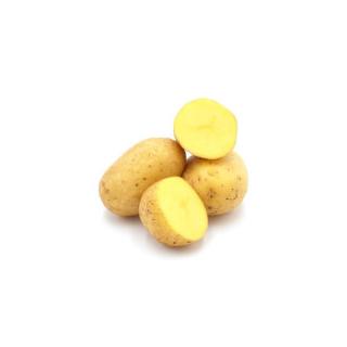 Kartoffeln Talent, mehligkochend