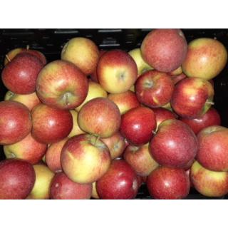 Apfel verschiedene