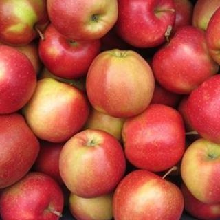 Äpfel Marnica