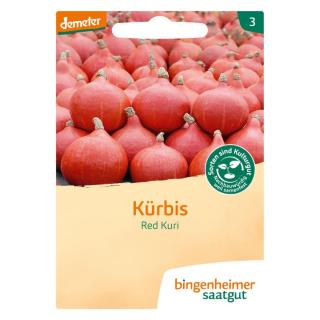 Hokkaido-Kürbis Red Kuri